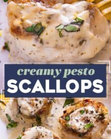 Simple and easy, this creamy pesto scallops recipe is made in one skillet, and ready in about 30-40 minutes! Succulent sea scallops are seared and nestled into a creamy pesto sauce that's packed with bold savory flavors... it's a perfect weeknight dinner idea!
